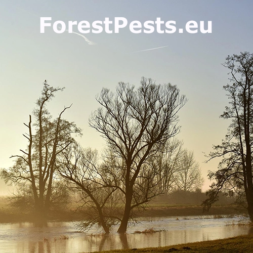 Zamokrenie, z&aacute;plavy