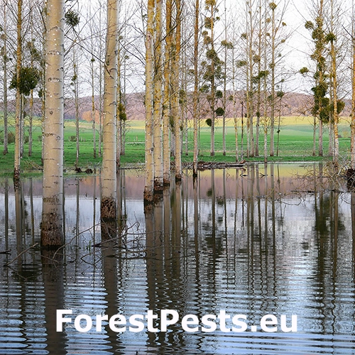 Zamokrenie, z&aacute;plavy