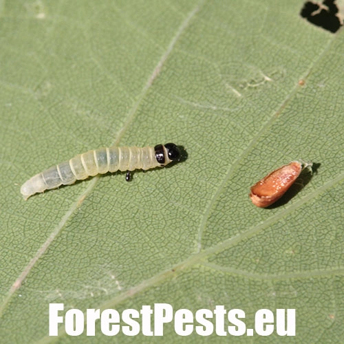 Zdobka jesenn&aacute;