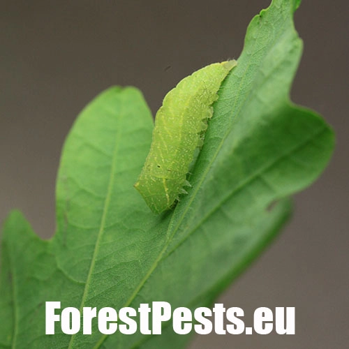 Zelenka dubov&aacute;