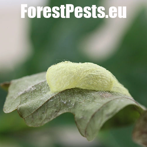 Zelenka dubov&aacute;