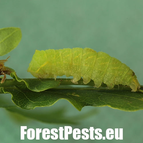 Zelenka dubov&aacute;