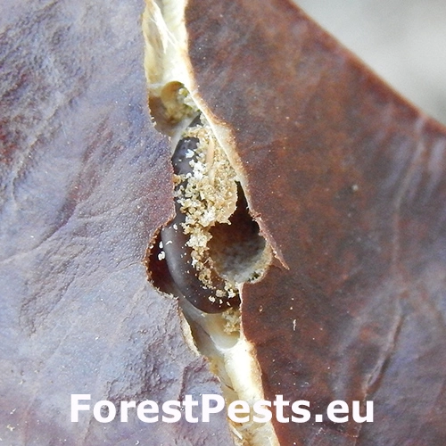 Zrnokaz Megabruchidius dorsalis