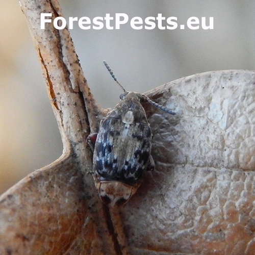 Zrnokaz Megabruchidius dorsalis