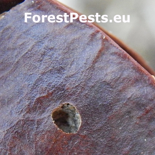 Zrnokaz Megabruchidius dorsalis