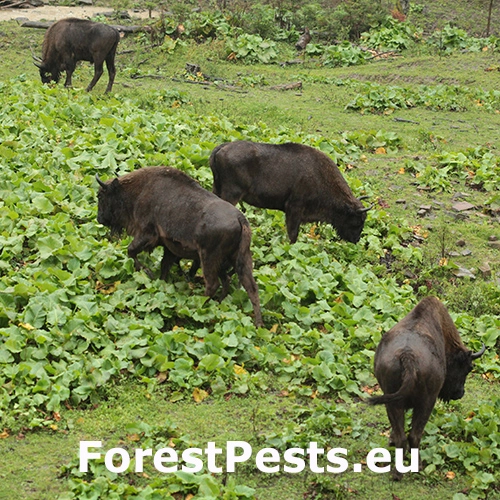 Zubor eur&oacute;psky