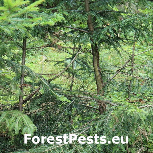 Zubor eur&oacute;psky