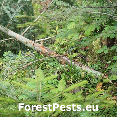 Zubor eur&oacute;psky