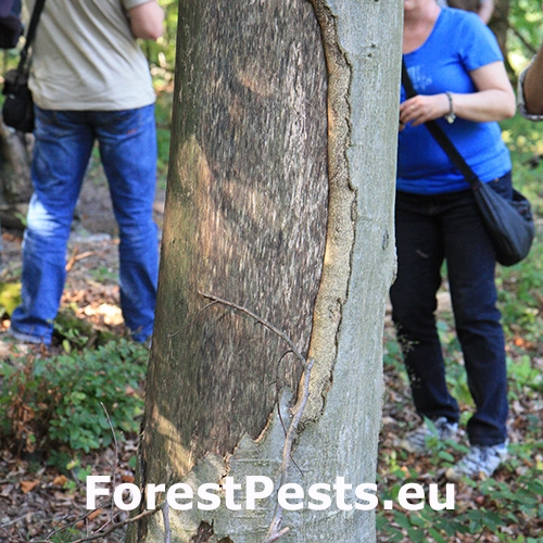 Zubor eur&oacute;psky