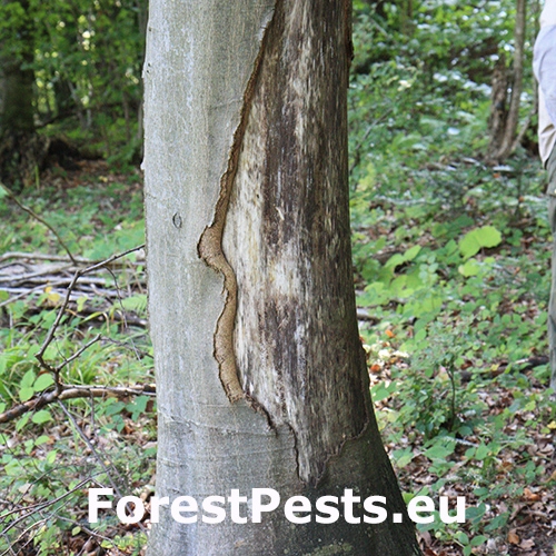 Zubor eur&oacute;psky